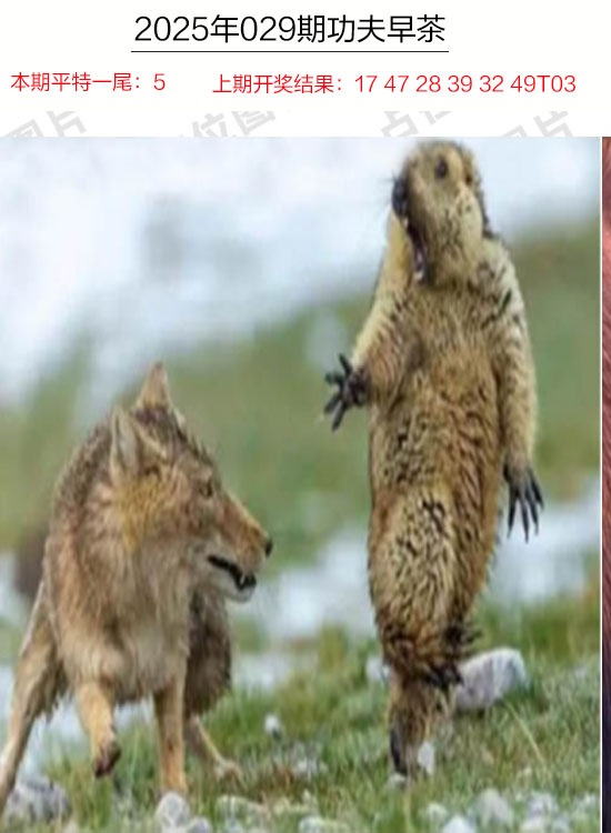 029期功夫早茶[图]